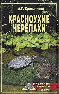 Анастасия Красичкова - Красноухие черепахи